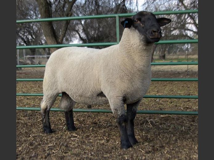364240009 | TRIO BOERDERY