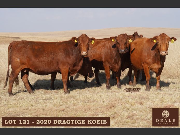 Dragtige Koeie