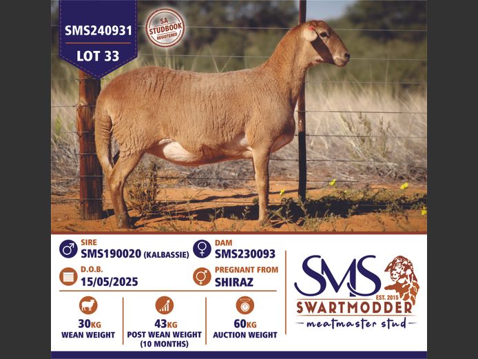 SMS240931 | SWARTMODDER MEATMASTER STUD