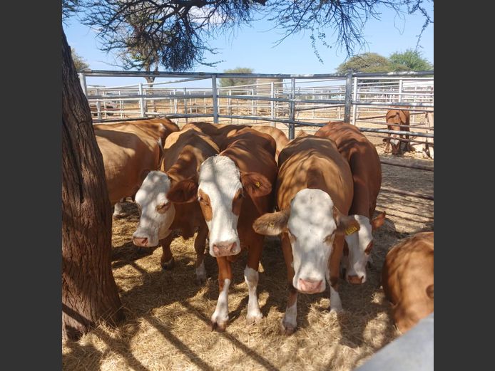 COWS | DOLL FARMING PREMIUM AUCTION