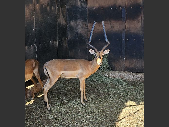 IMPALA | MANZI TRUST