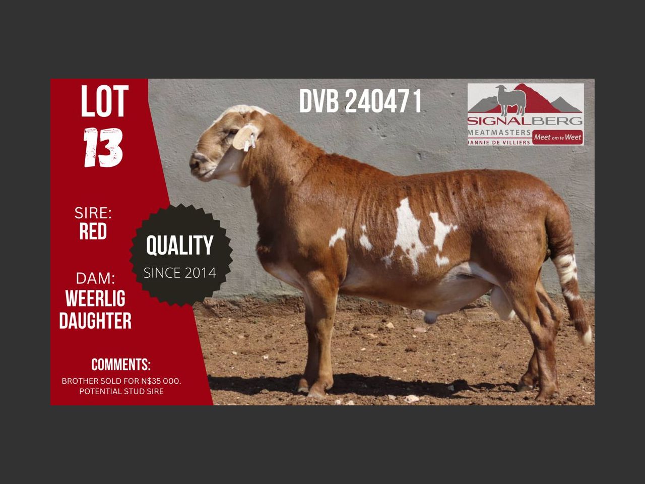 Lot 13 | SIGNALBERG MEATMASTERS 12TH MEATMASTER RAM AUCTION | SwiftVEE ...