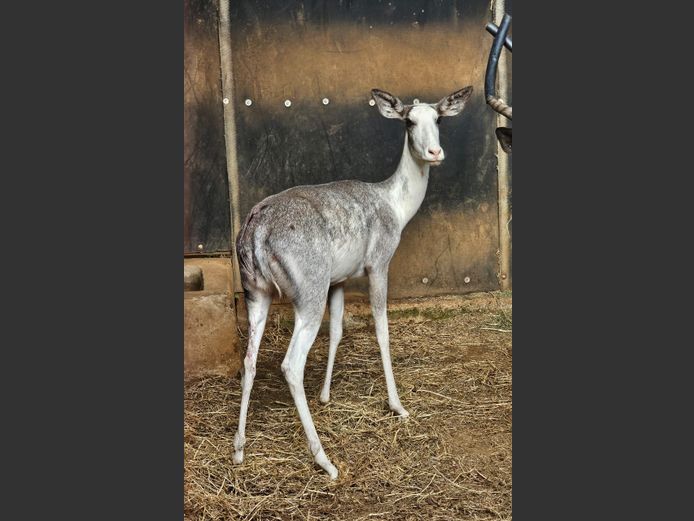 DAPPLE ROOIBOK | L GROBLER