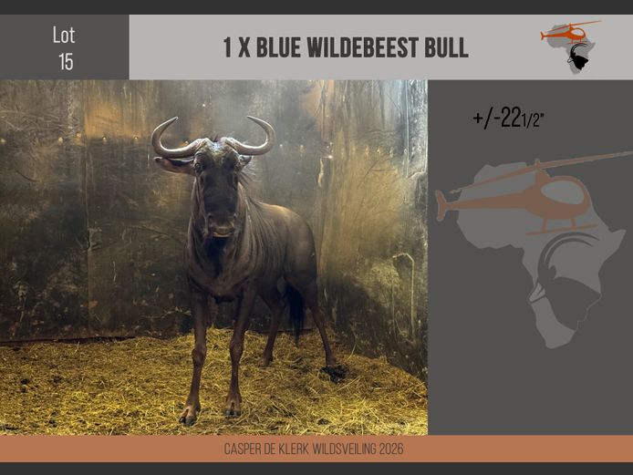 Blue Wildebeest (+- 22 1/2") 