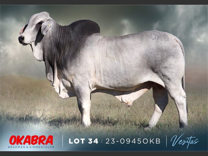 23-0945OKB | OKABRA BRAHMAN

