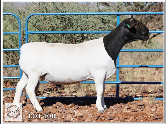 1772 24 0232 | H.G. HUMAN