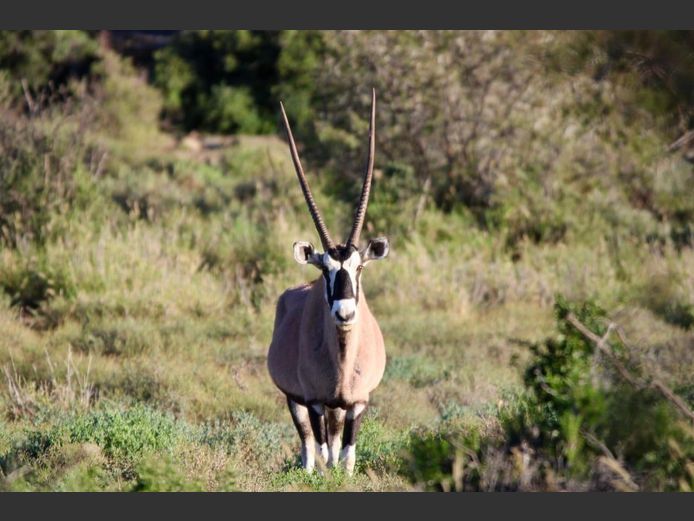 Gemsbok Mixed | SANParks - Mokala National Park