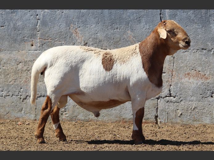 CRL 24.153 | Riaan Liebenberg - Hanri Meatmasters