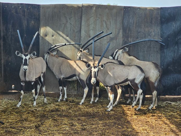 GEMSBOK | NWH