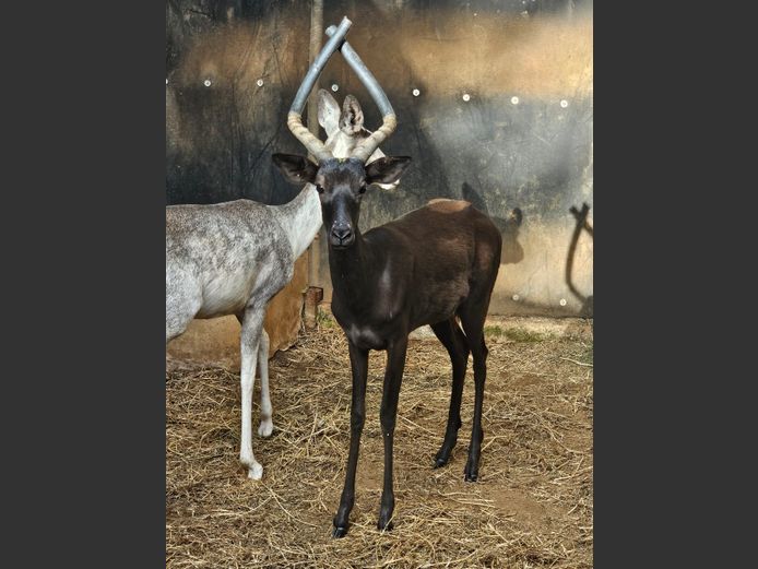 SWART ROOIBOK | L GROBLER