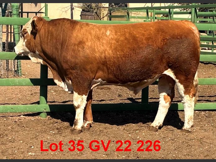 GV22226 | VOIGTLAND SIMMENTALER