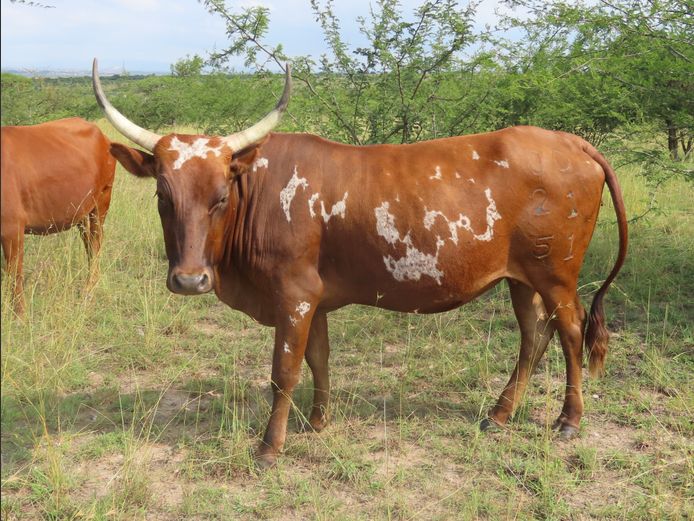 Commercial Animals | MATLA (O.T. Jannasch)