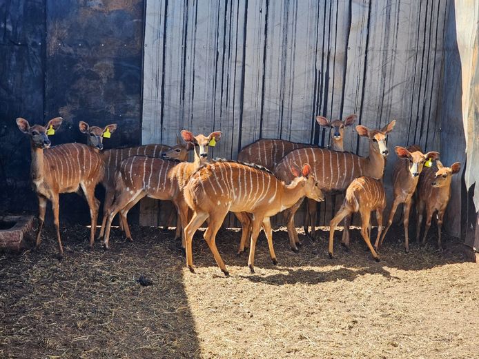 NYALA | NOVO VIVO