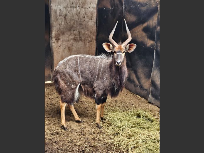 NYALA | KOLOBE WILD