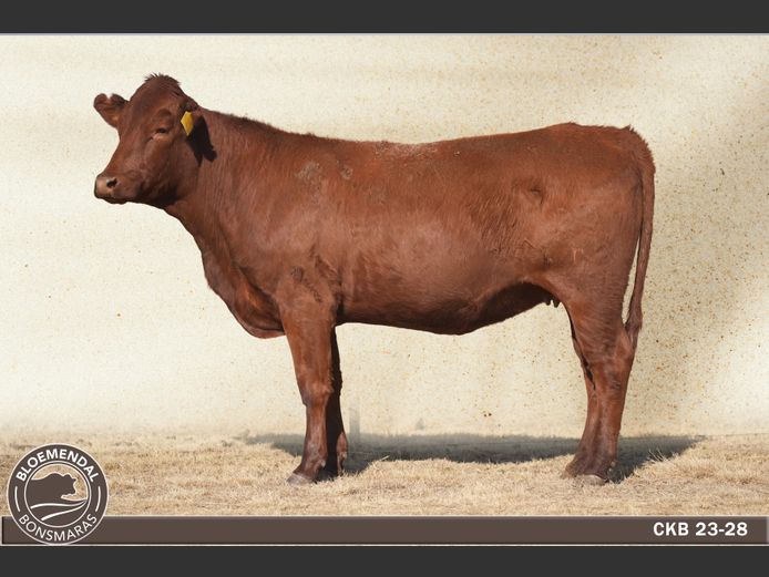 CKB230028 | CHRIS KRUGELL BLOEMENDAL
