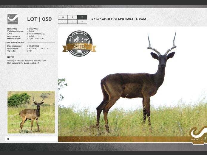 Impala - Black | Woody Cape Wildlife (Pty) Ltd