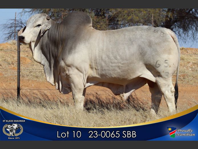 23-0065 SBB | ST BLAIZE BRAHMAN