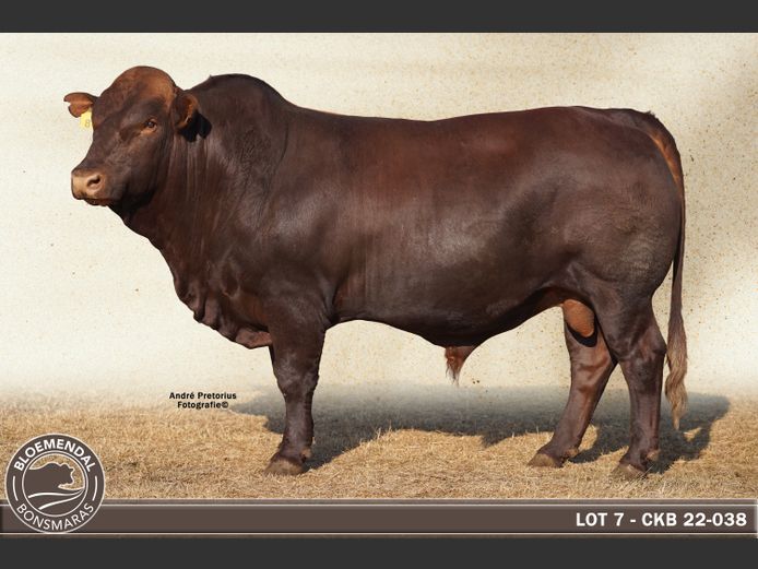 CKB220038