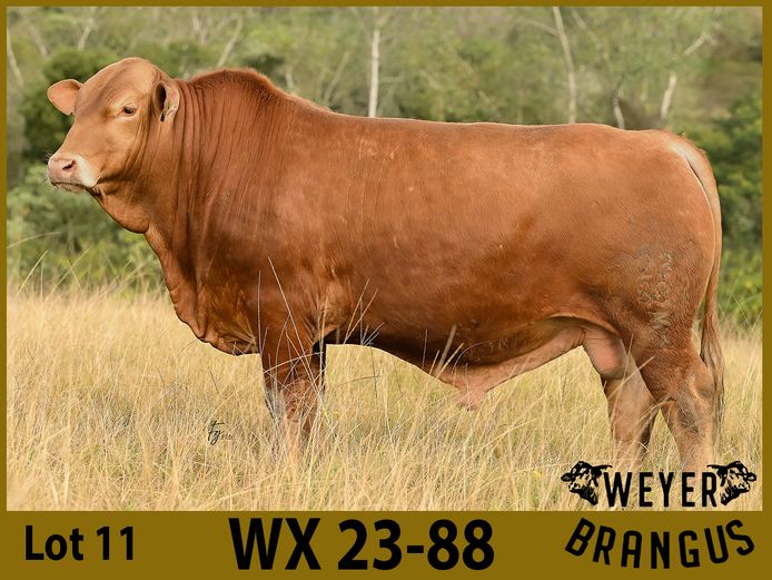 WX2388 | WOODBURY FARMS CC