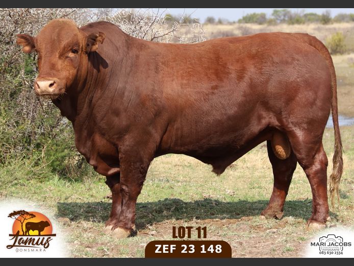 ZEF230148 | LAMUS BONSMARA