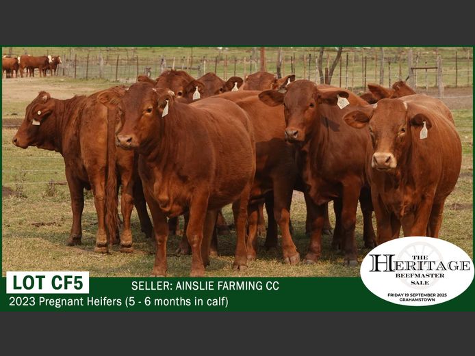 Commercial Animals | Ainslie Farming CC