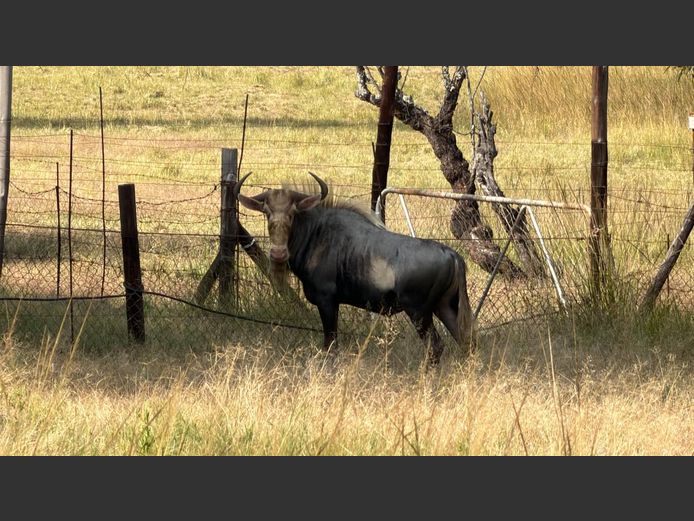 KONINGS WILDEBEES | KLIP VALLEI