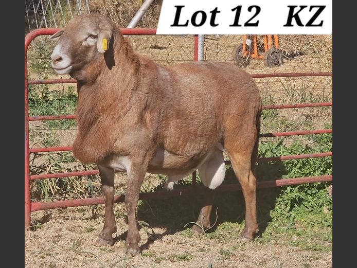 KI 23 1118 (KZ) | AANGETEKEN | J.J Steyn en Seuns Ben Tson Meatmasters