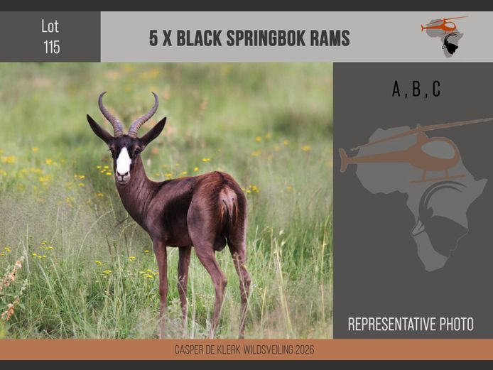 Black Springbuck