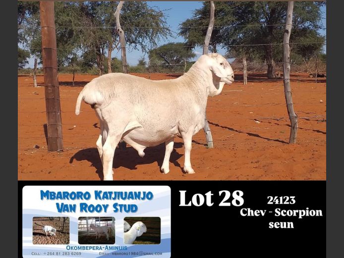 24123 | MBARORO KATJIUANJO VAN ROOY STUD
