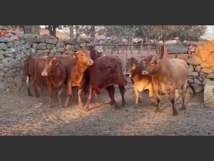 Heifers in Calf