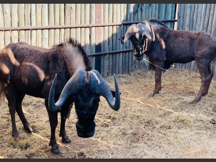 Swartwildebees Bulle
