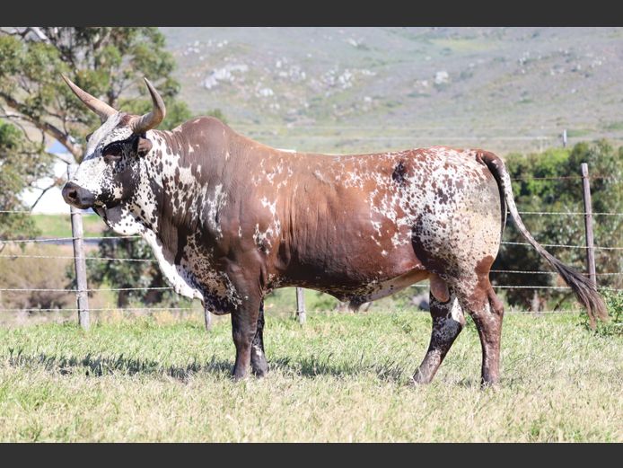 EX 180037 | EXSTEEN NGUNI’S & SANGA‘S
