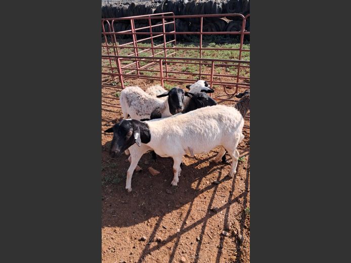 MEATMASTER | CROCO BOERDERY