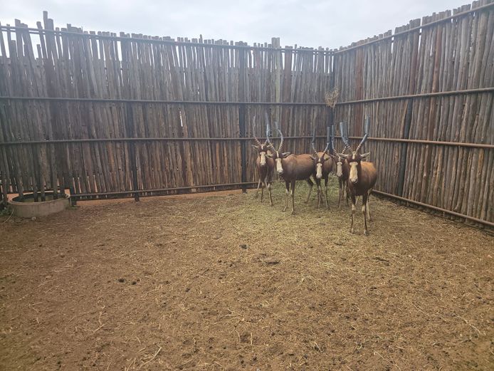 BLESBOK | ROLAND WARD