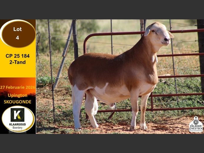 CP 25 184 | Chris Potgieter & Christia Scholtz - Klaargoud Boerdery