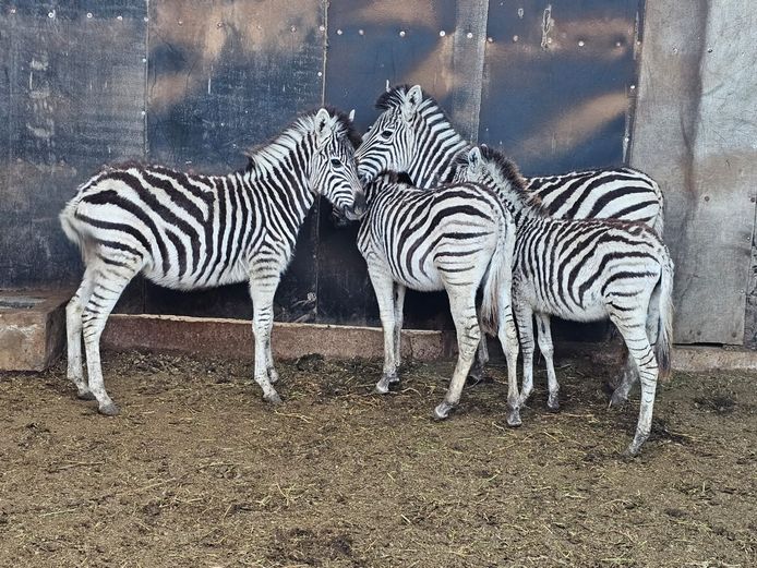 ZEBRA | NYLSVLEI
