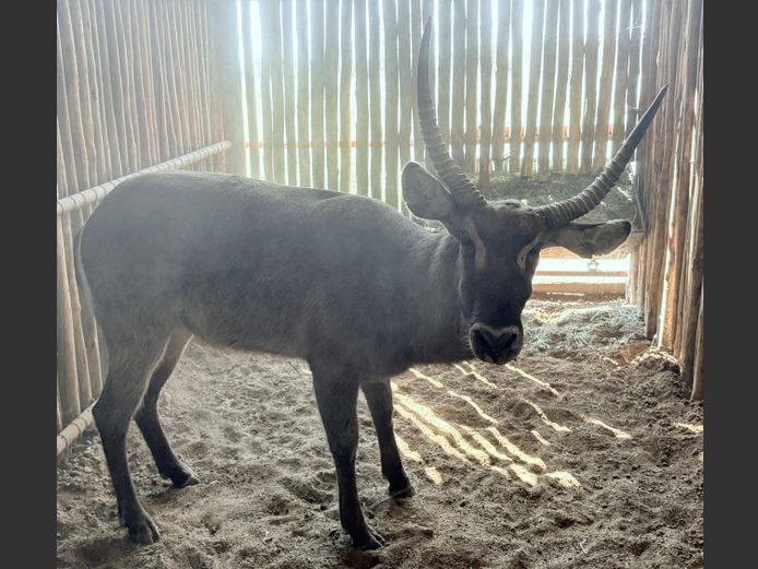 Waterbok Bul