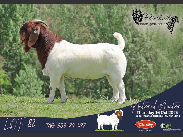 959-24-077 | Danie en Johan Strauss (Rietkuil Boerbokstoet)