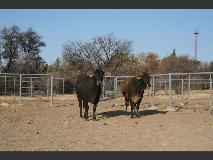 Commercial Animals