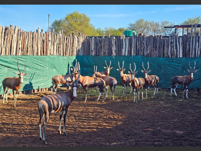 BLESBUCK | RIPICA TRUST