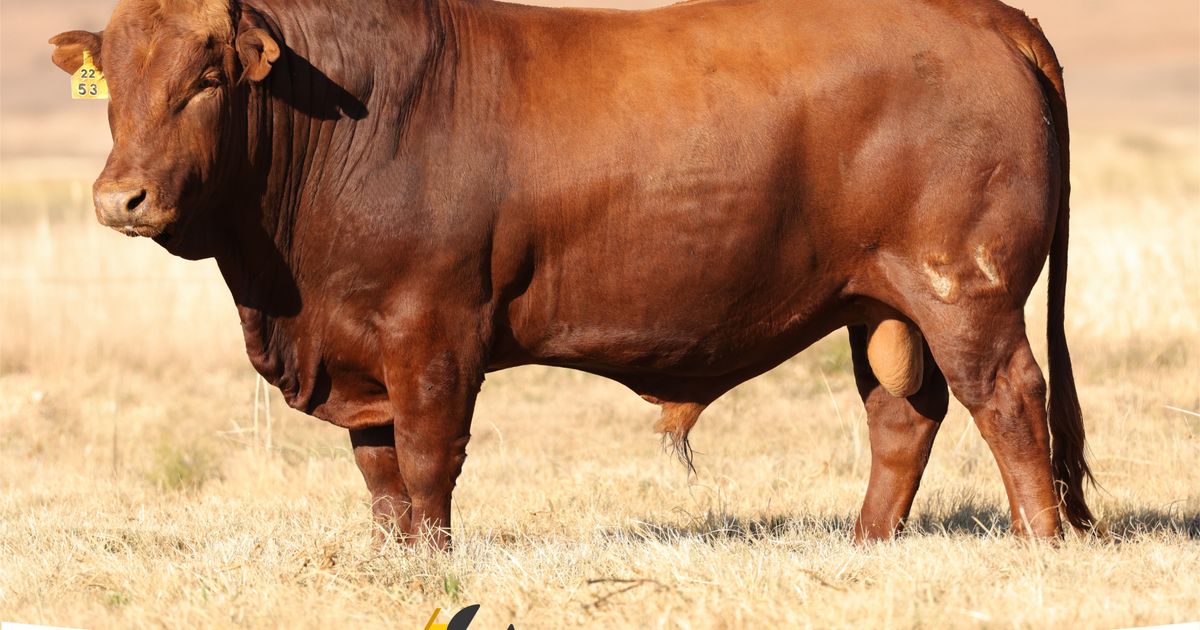 Lot 20 | HANZYL BONSMARA PRODUKSIEVEILING | SwiftVEE | South Africa’s ...