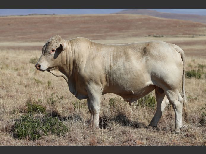 HBH 240051 | CLARK CATTLE COMPANY PTY LTD