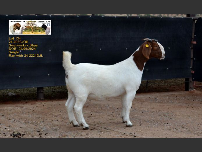 24-0930 JOK | O'KENNEDY GENETICS