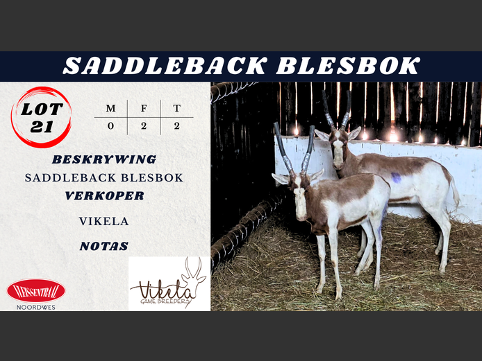 SADDLEBACK BLESBOK