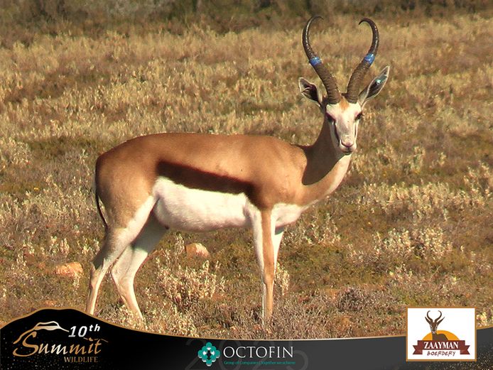 17 4/8" Damara Springbok Ram "Magnus"	