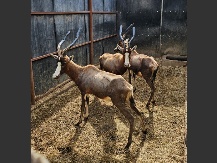 BLESBOK | VS BOERDERY