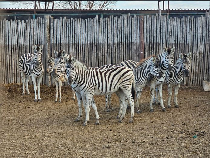 ZEBRA | D. GROVé