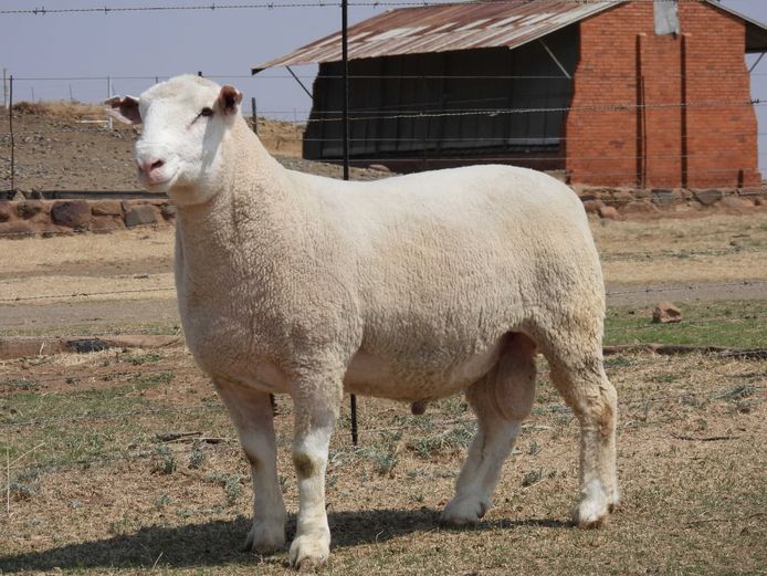 MK 240068 | M. KLOPPER