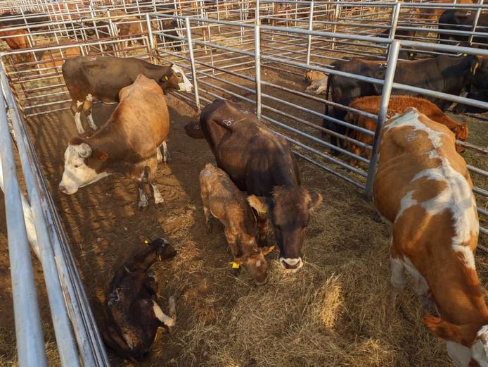 VAN NIEKERK PJ | DAIRY CATTLE 