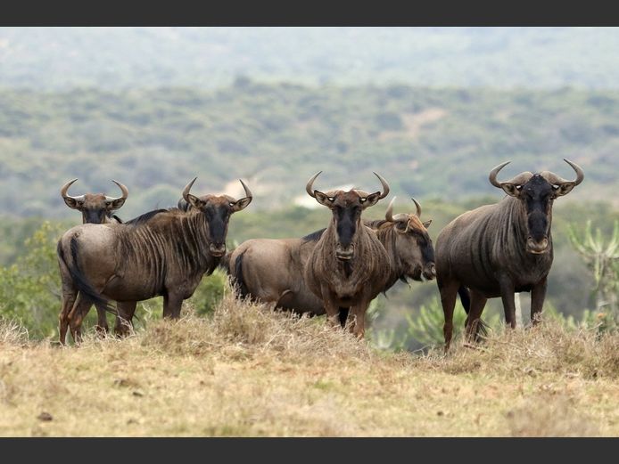 Blue Wildebeest Mixed  | SANParks - Mokala National Park